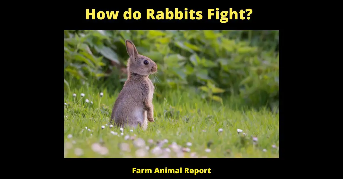 5 Weapons: How do Rabbits Fight? 2