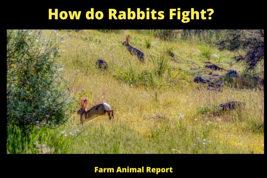 How do Rabbits Fight?