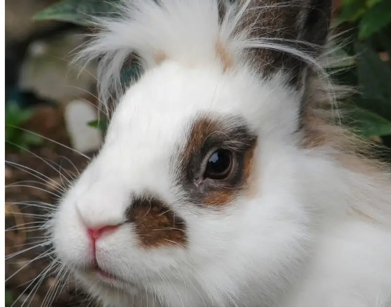 when is a rabbit fully grown at what age is a rabbit fully grown what age is a rabbit fully grown lionhead rabbit fully grown fully grown dwarf rabbit rabbit weight by age full grown rabbit