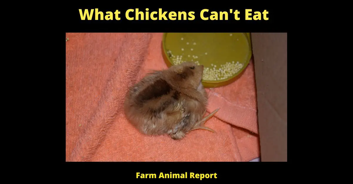 <br>What Chickens Can't Eat: A Comprehensive Guide on What Not To Feed Your Backyard Chicken 1
