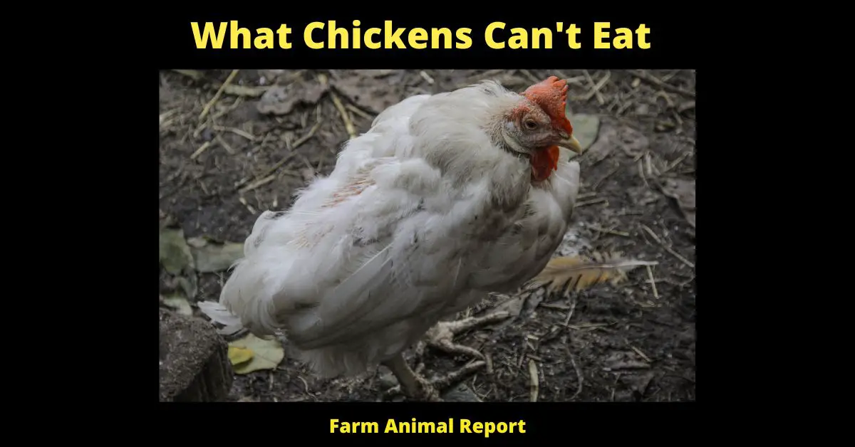 <br>What Chickens Can't Eat: A Comprehensive Guide on What Not To Feed Your Backyard Chicken 2