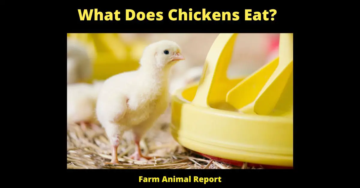 15 Questions: What Do Chickens Eat? 2