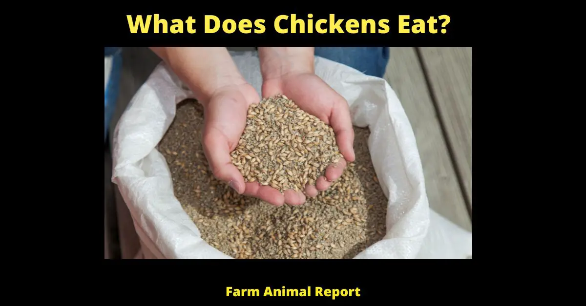15 Questions: What Do Chickens Eat? 3