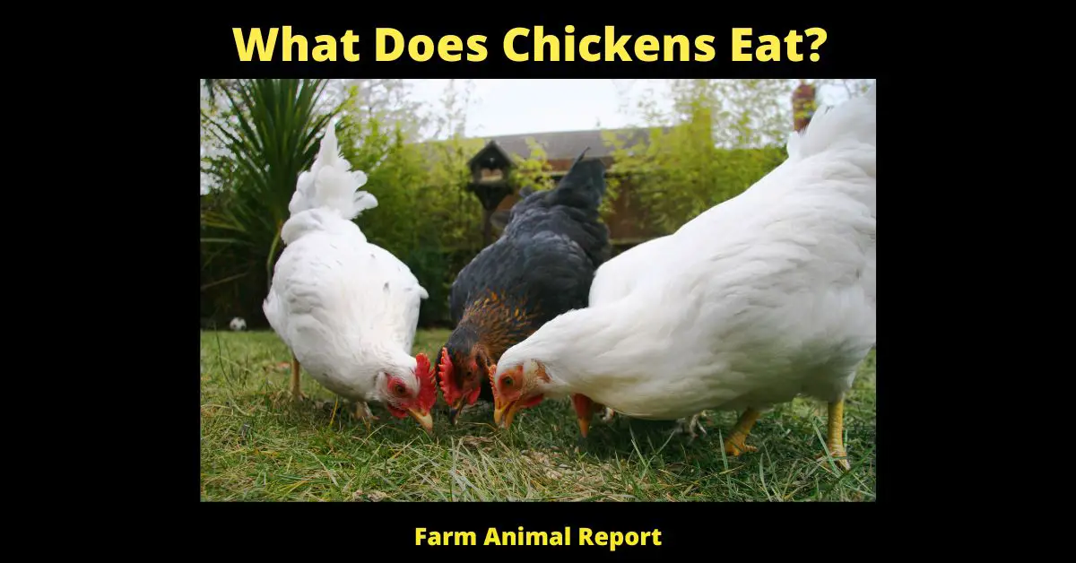 What Does Chickens Eat?
