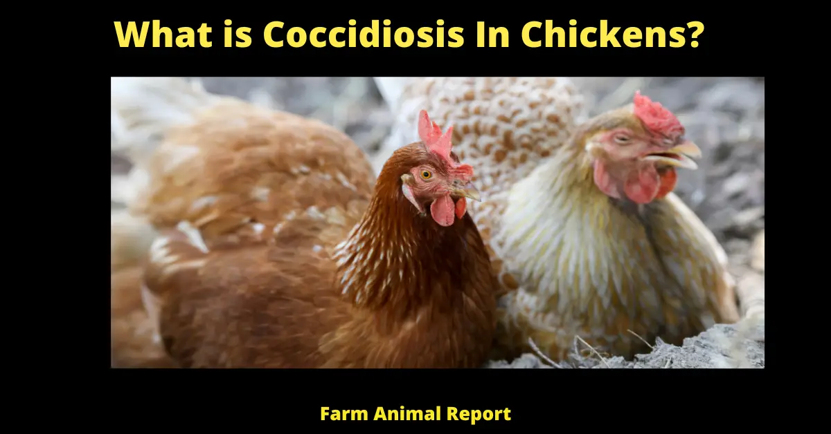 What is Coccidiosis and How Can You Prevent It in Chickens? 1