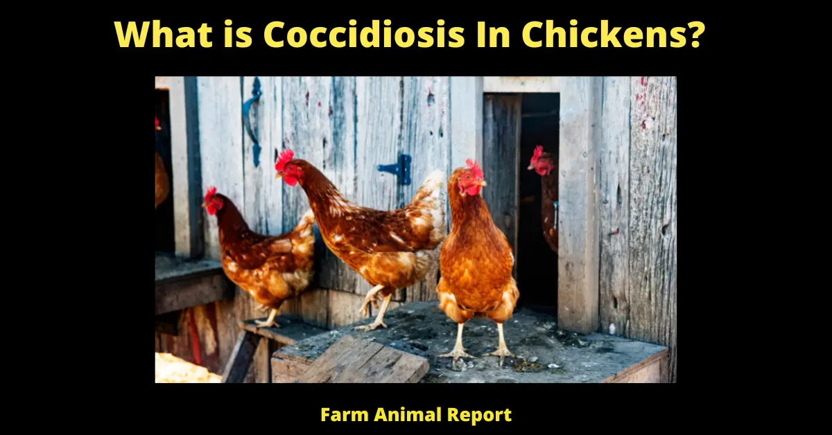 What is Coccidiosis and How Can You Prevent It in Chickens? 2