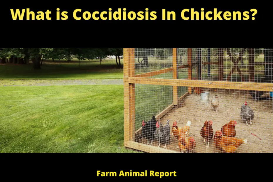 What is Coccidiosis In Chickens?