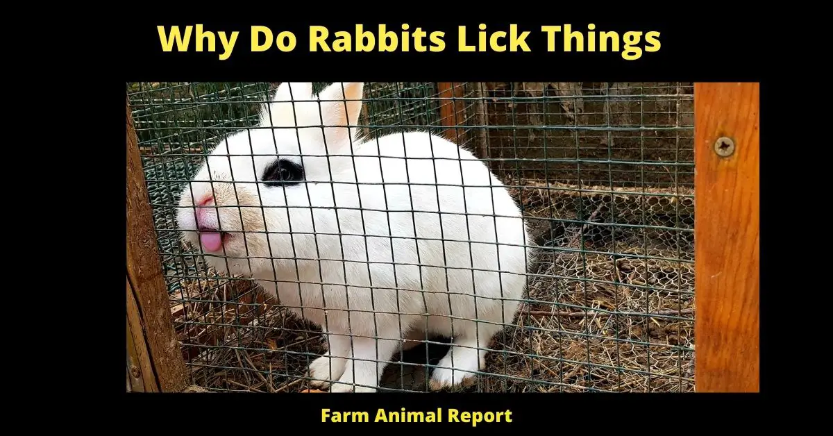 13 Secrets: Why Do Rabbits Lick things? 1