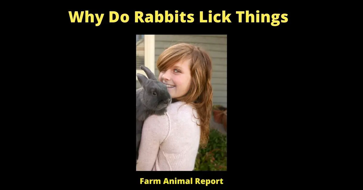 13 Secrets: Why Do Rabbits Lick things? 2