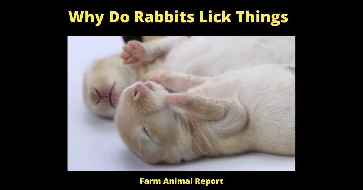 13 Secrets: Why Do Rabbits Lick things? 3