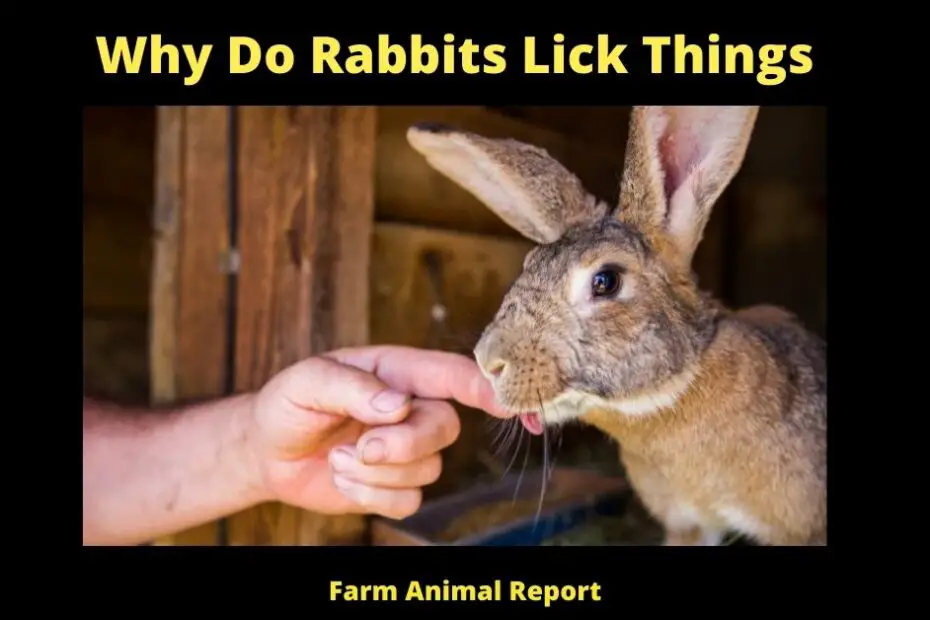 Why Do Rabbits Lick Things
