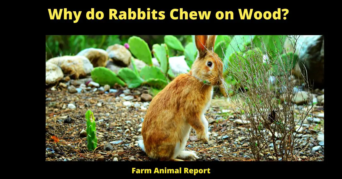 Why do Rabbits Chew on Wood? 1
