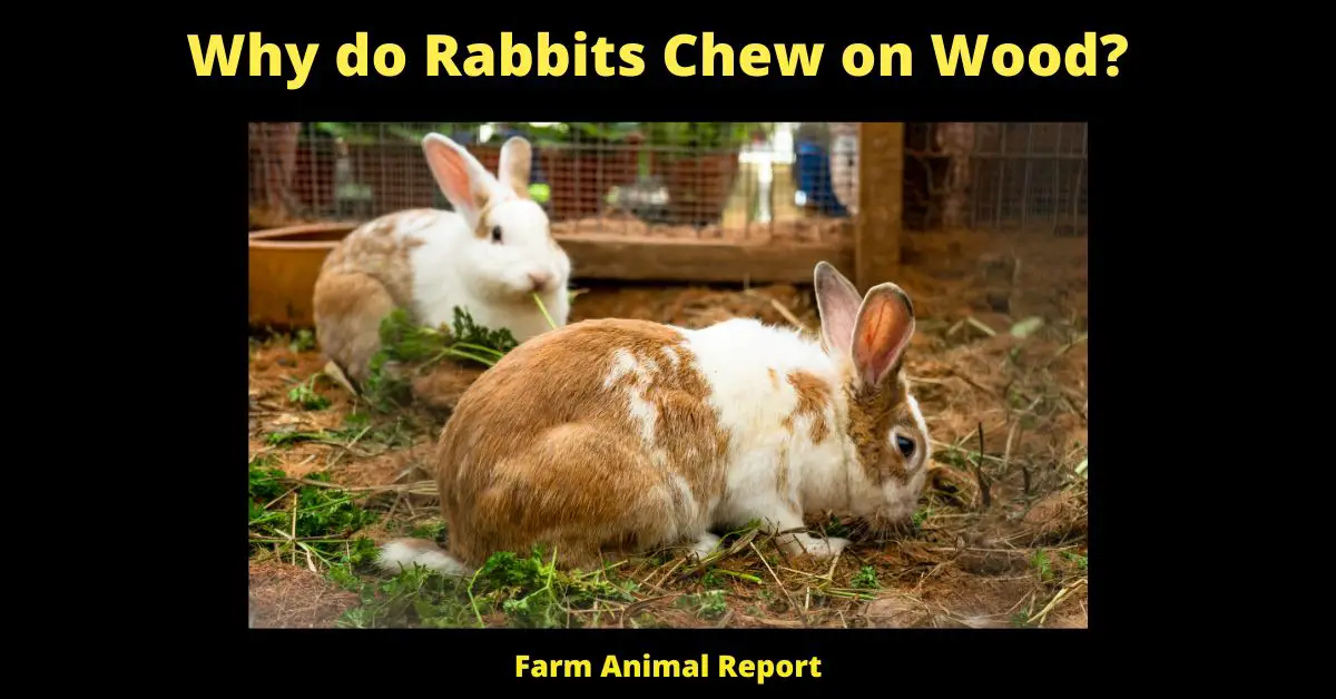 Why do Rabbits Chew on Wood? 2