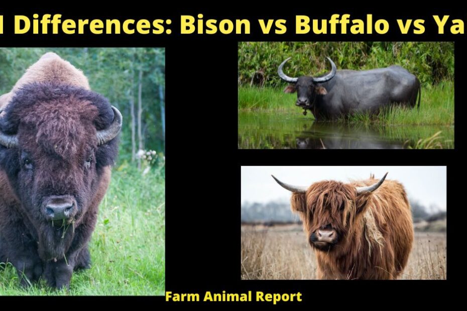 bison vs buffalo vs yak buffalo vs yak yak vs buffalo yak vs bison bison vs yak water buffalo vs yak 11 Differences: Bison vs Buffalo vs Yak