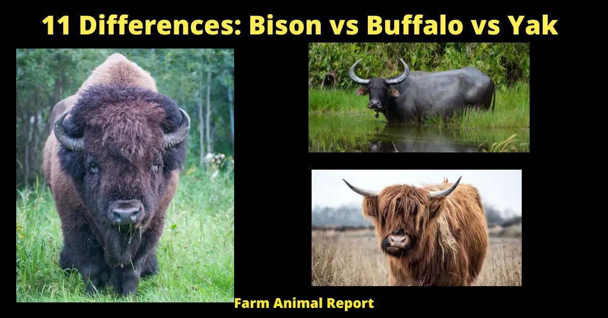 11 Differences: Bison vs Buffalo vs Yak | Bison vs Yak (2022) 1