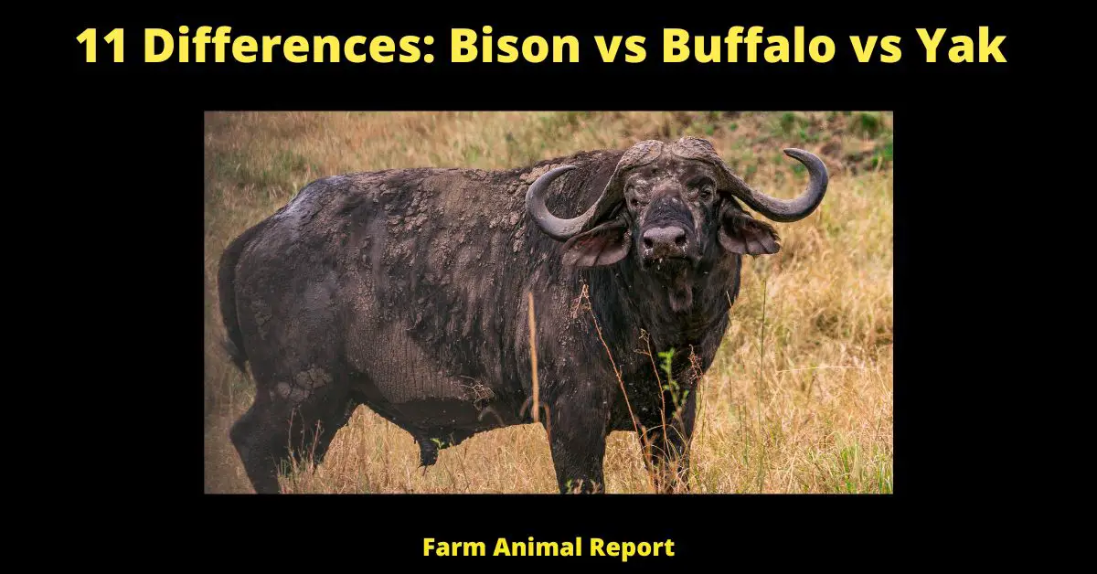 11 Differences: Bison vs Buffalo vs Yak | Bison vs Yak (2022) 2