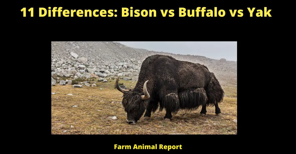 11 Differences: Bison vs Buffalo vs Yak | Bison vs Yak (2022) 3