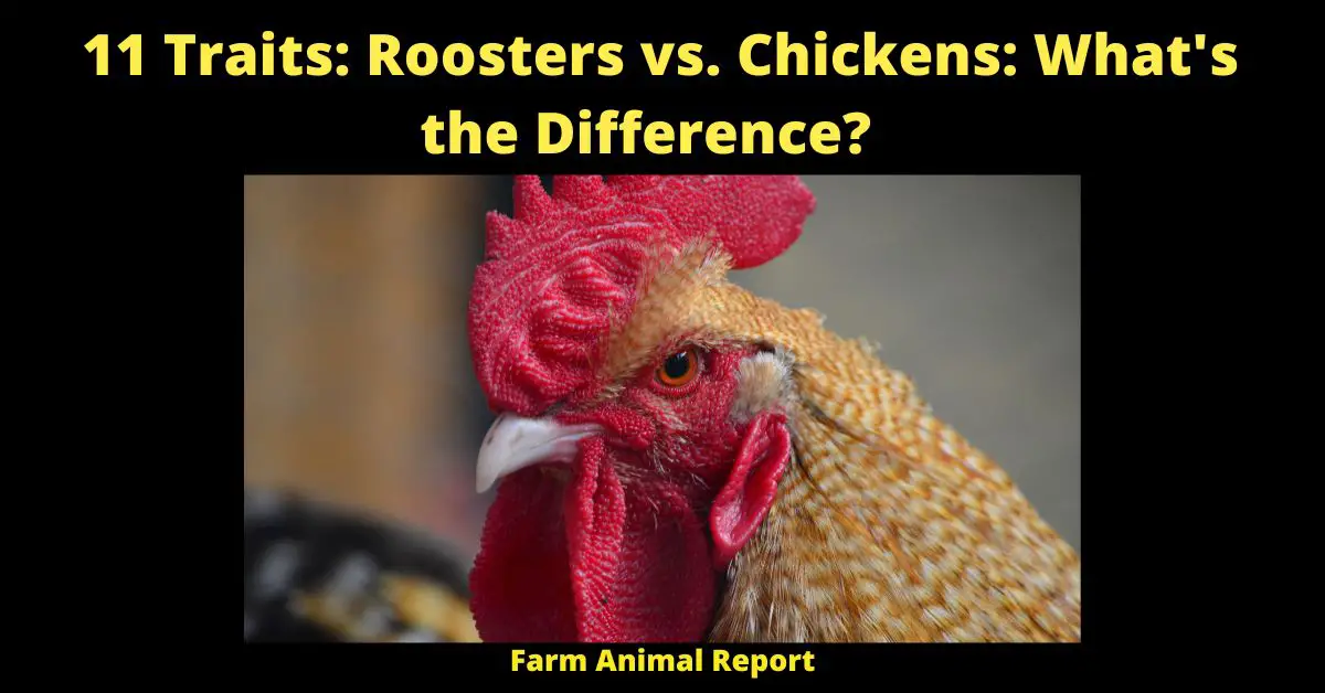 11 Traits: Roosters vs. Chickens: What's the Difference?