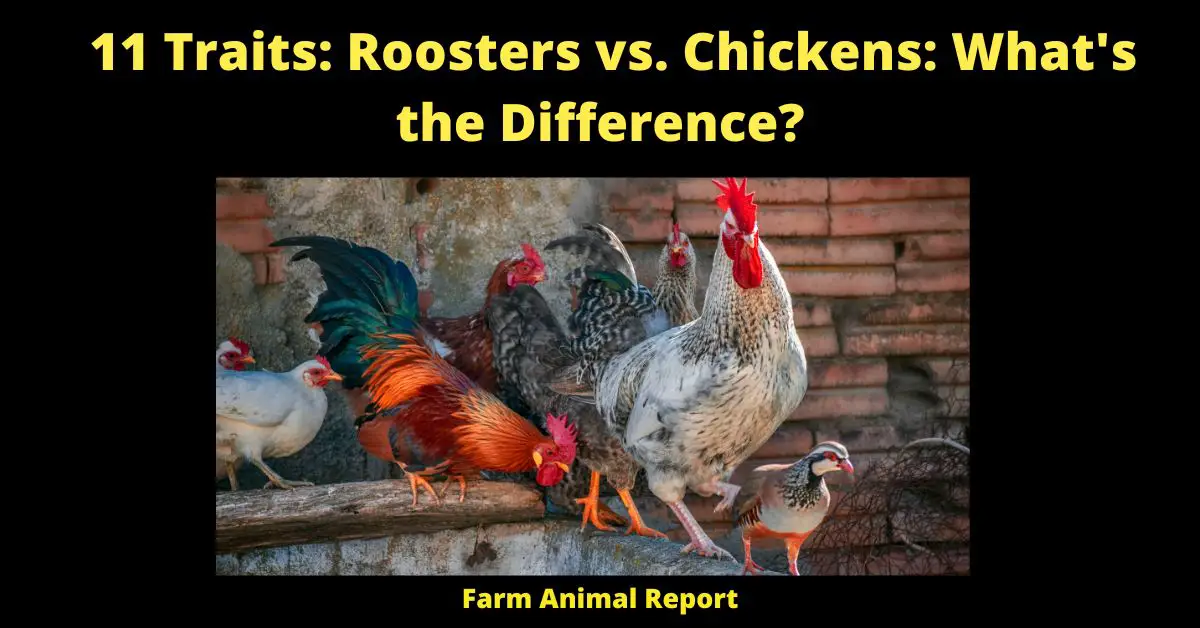 11 Traits: Roosters vs. Chickens: What's the Difference?