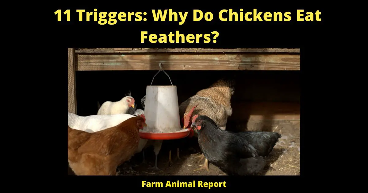 11 Triggers: Why Do Chickens Eat Feathers?