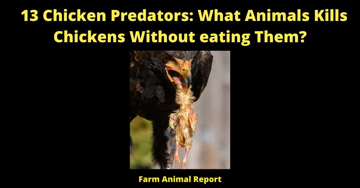 what animal kills chickens without eating them
13 Chicken Predators: What Animals Kills Chickens Without eating Them?