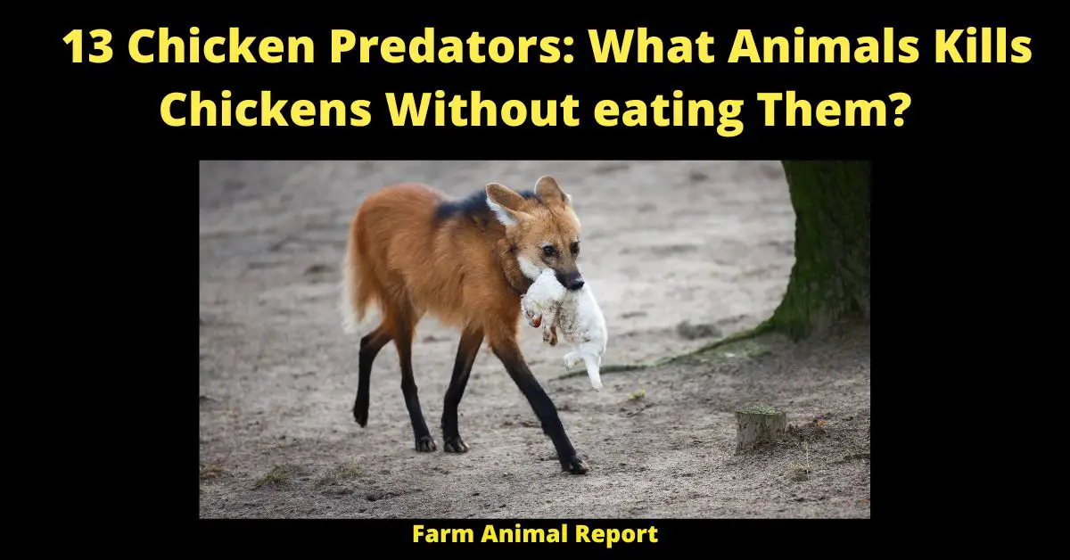 what animal kills chickens without eating them
13 Chicken Predators: What Animals Kills Chickens Without eating Them?
