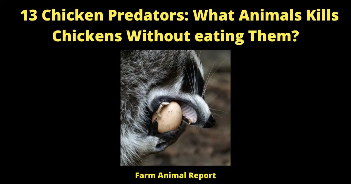 13 Chicken Predators: What Animals Kills Chickens Without eating Them?