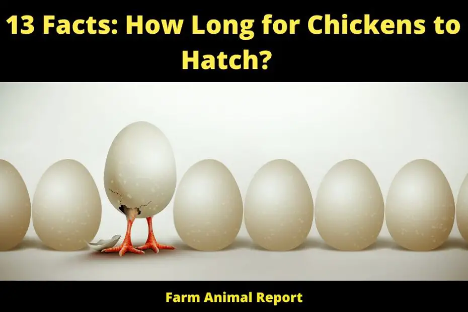 13 Facts: How Long for Chickens to Hatch?