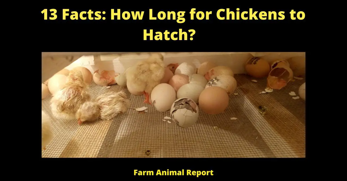 13 Facts: How Long for Chickens to Hatch?