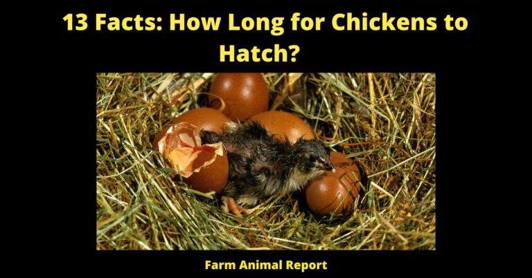 Hatching Record 13 Facts: How Long For Chickens To Hatch?