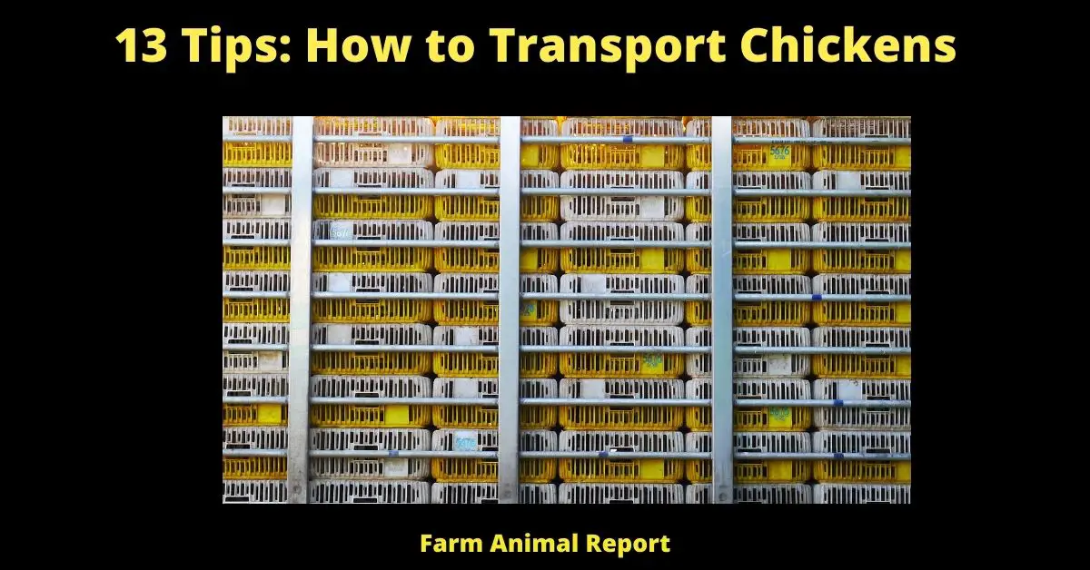 13 Tips: How to Transport Chickens
