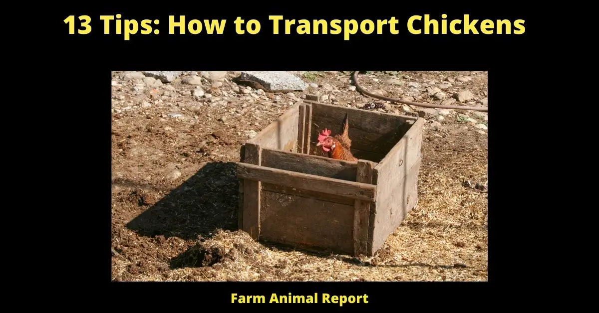 13 Tips: How to Transport Chickens