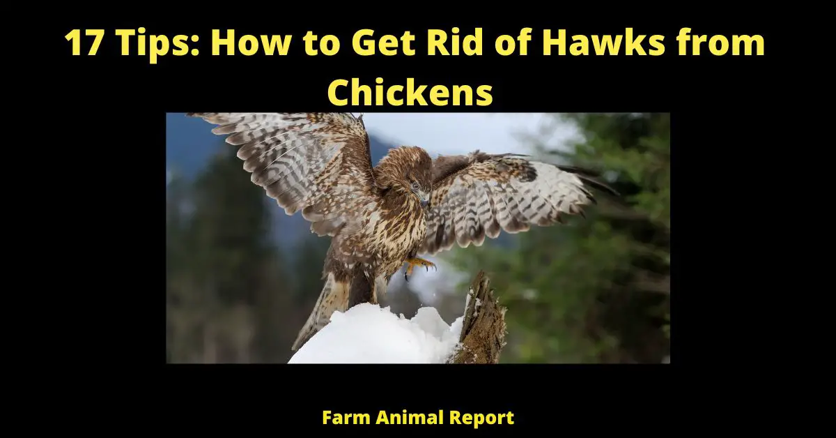How to Get Rid of Hawks from Chickens