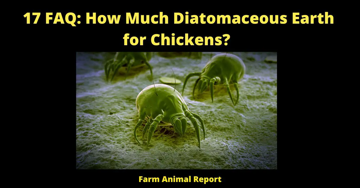 17 FAQ: How Much Diatomaceous Earth for Chickens?