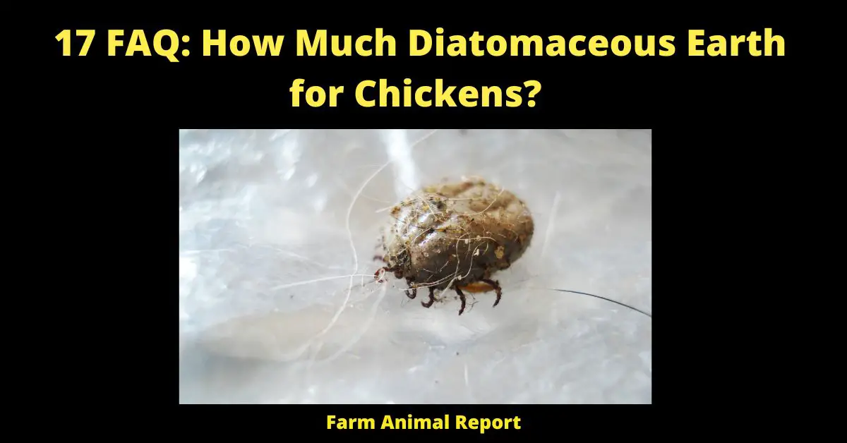 17 FAQ: How Much Diatomaceous Earth for Chickens?