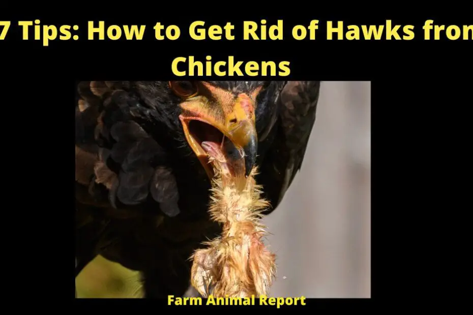 How to Get Rid of Hawks from Chickens