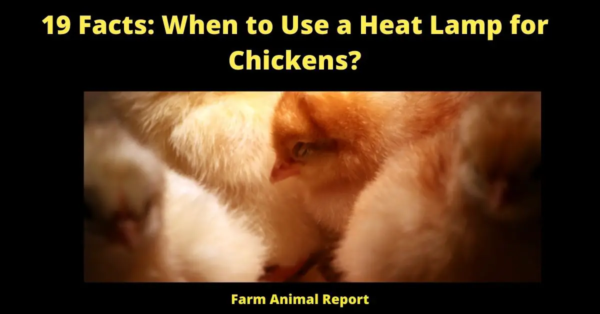 19 Facts: When to Use a Heat Lamp for Chickens?