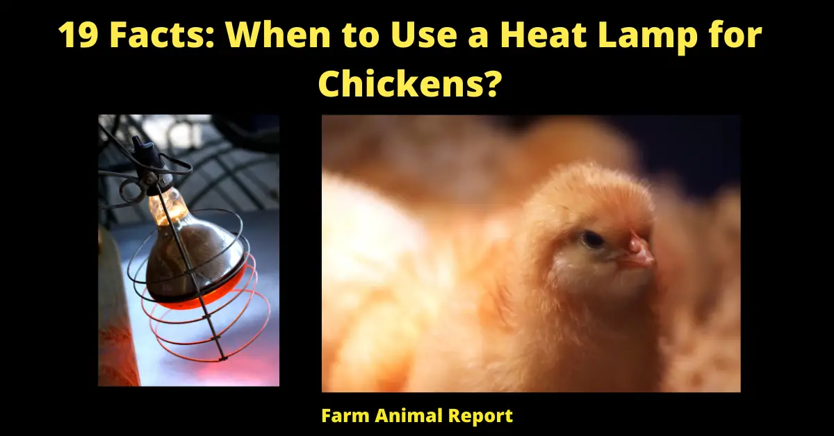 19 Facts: When to Use a Heat Lamp for Chickens?