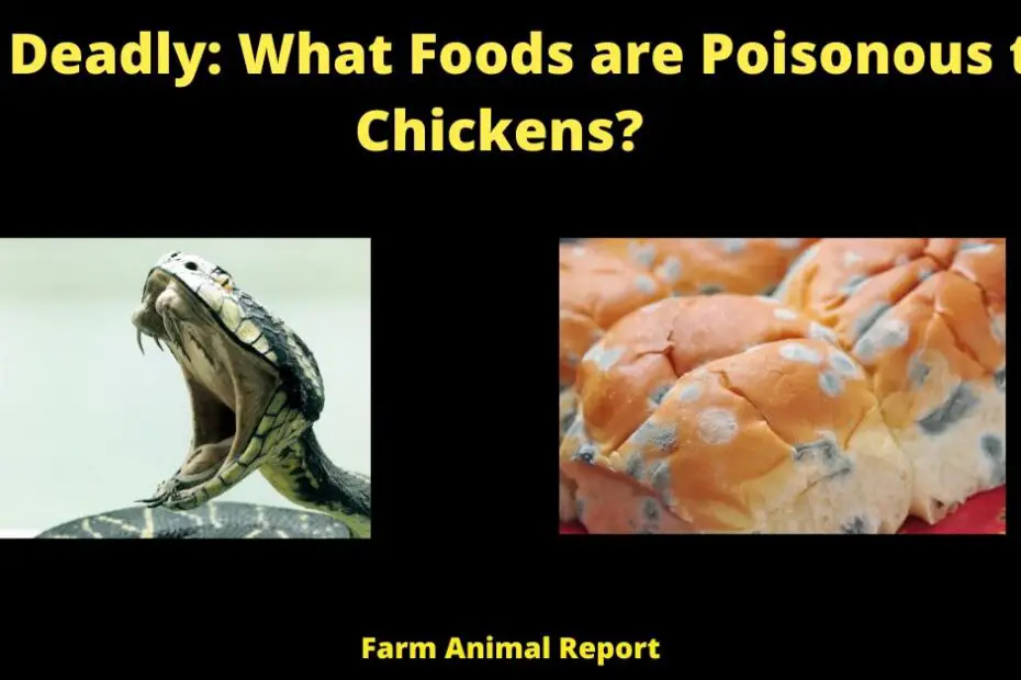 21 Deadly: What Foods are Poisonous to Chickens?