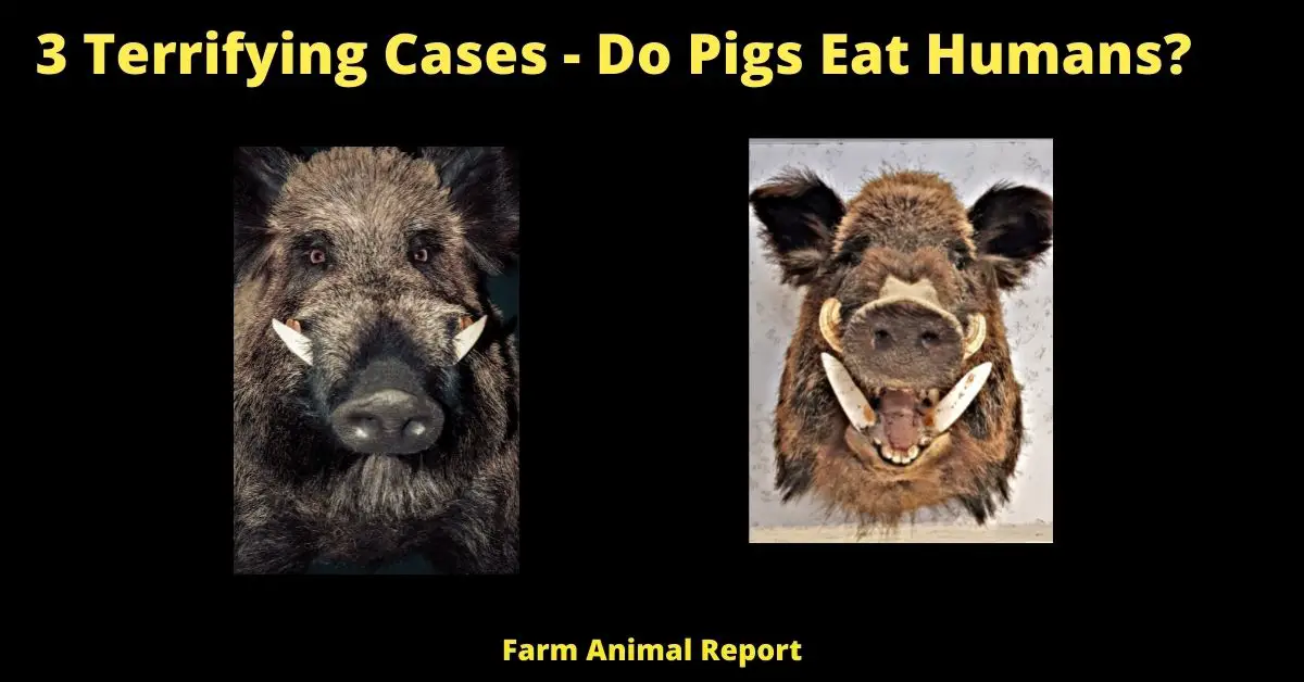 3 Terrifying Cases - Do Pigs Eat Humans?  