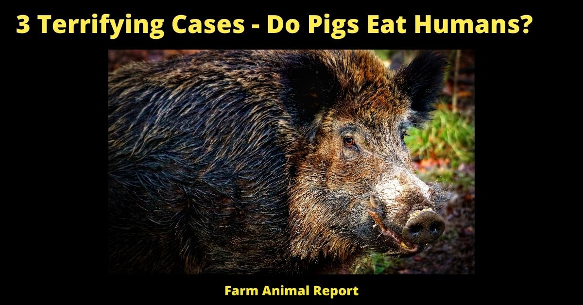 do pigs eat humans
will pigs eat humans
pigs eat humans
can pigs eat humans
do pigs eat people
can a pig eat a human
pigs eating humans
does pigs eat bones
do pigs eat bones
do pigs eat bones
We all know that wild boars can be extremely fast. But just how fast are they? A recent study clocked a wild boar at speeds of up to 30 miles per hour! That's faster than most humans can run. And when you factor in their weight and size, it's no wonder they're so difficult to catch. When a wild boar is running at full speed, it's an incredibly impressive sight. But for farmers, it can be a real nuisance. Wild boars are often drawn to crops, and their rooting and trampling can quickly destroy a field. They're also known to attack livestock, causing injuries or even death. As a result, farmers have to be very careful when dealing with these fast and powerful animals.