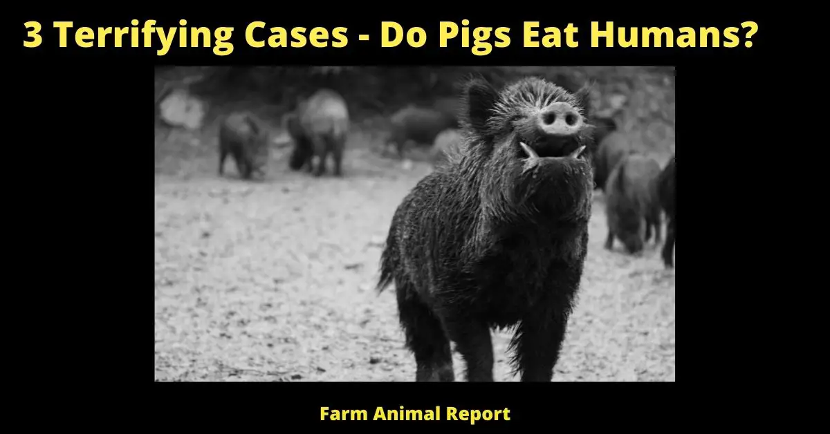 3 Terrifying Cases - Do Pigs Eat Humans?  