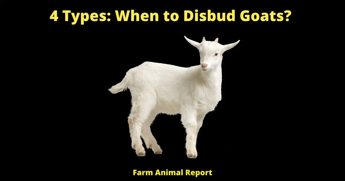 4 Types:  When to Disbud Goats?