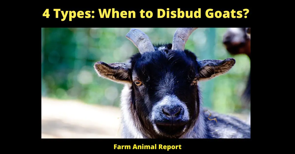 4 Types:  When to Disbud Goats?