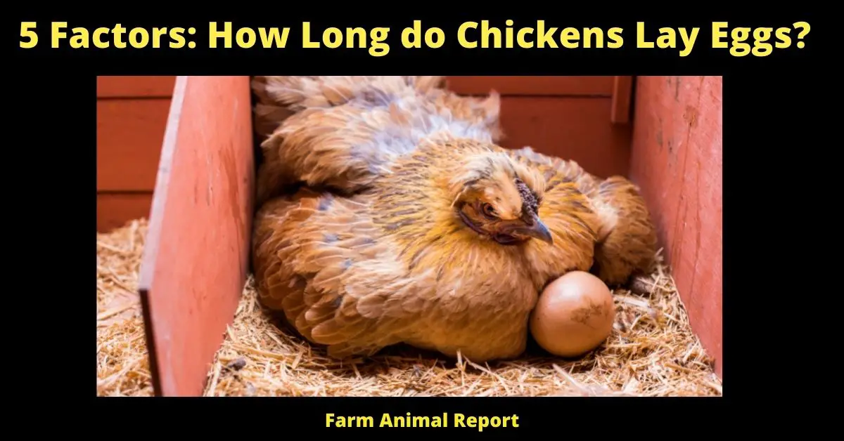 5 Factors: How Long do Chickens Lay Eggs?