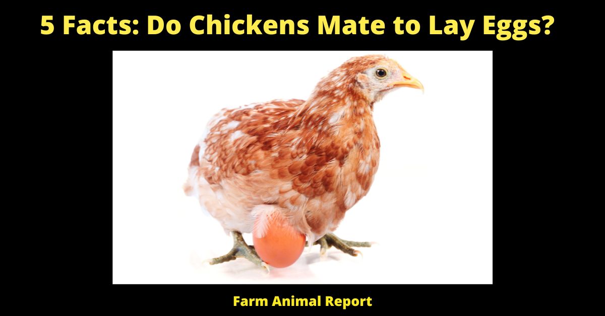 5 Facts: Do Chickens Mate to Lay Eggs?