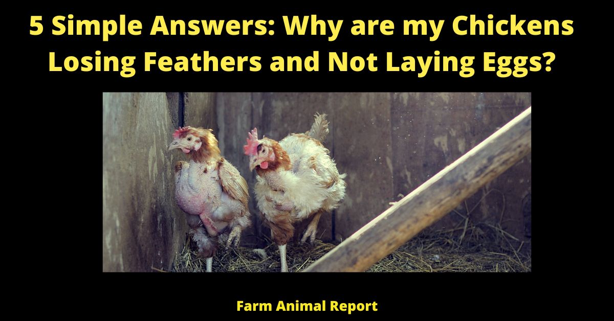 5 Simple Answers: Why are my Chickens Losing Feathers and Not Laying Eggs?