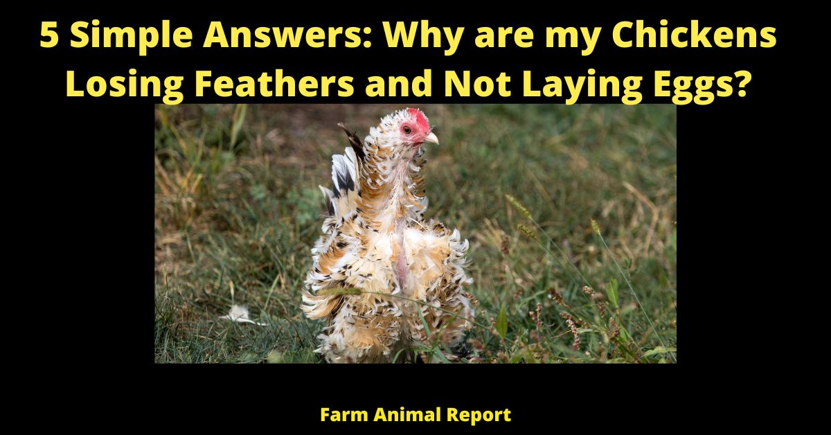 5 Simple Answers: Why are my Chickens Losing Feathers and Not Laying Eggs?