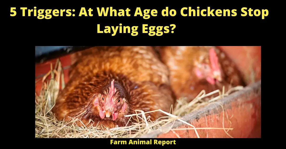 5 Triggers: At What Age do Chickens Stop Laying Eggs?