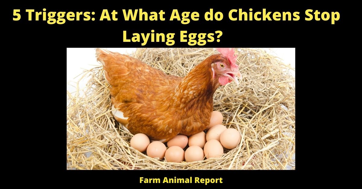 5 Triggers: At What Age do Chickens Stop Laying Eggs?